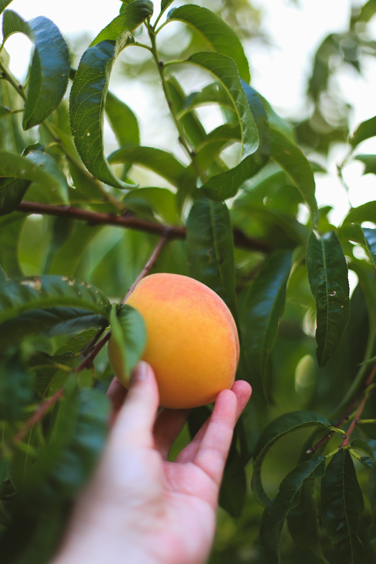 A hand reaching for an orange on a tree