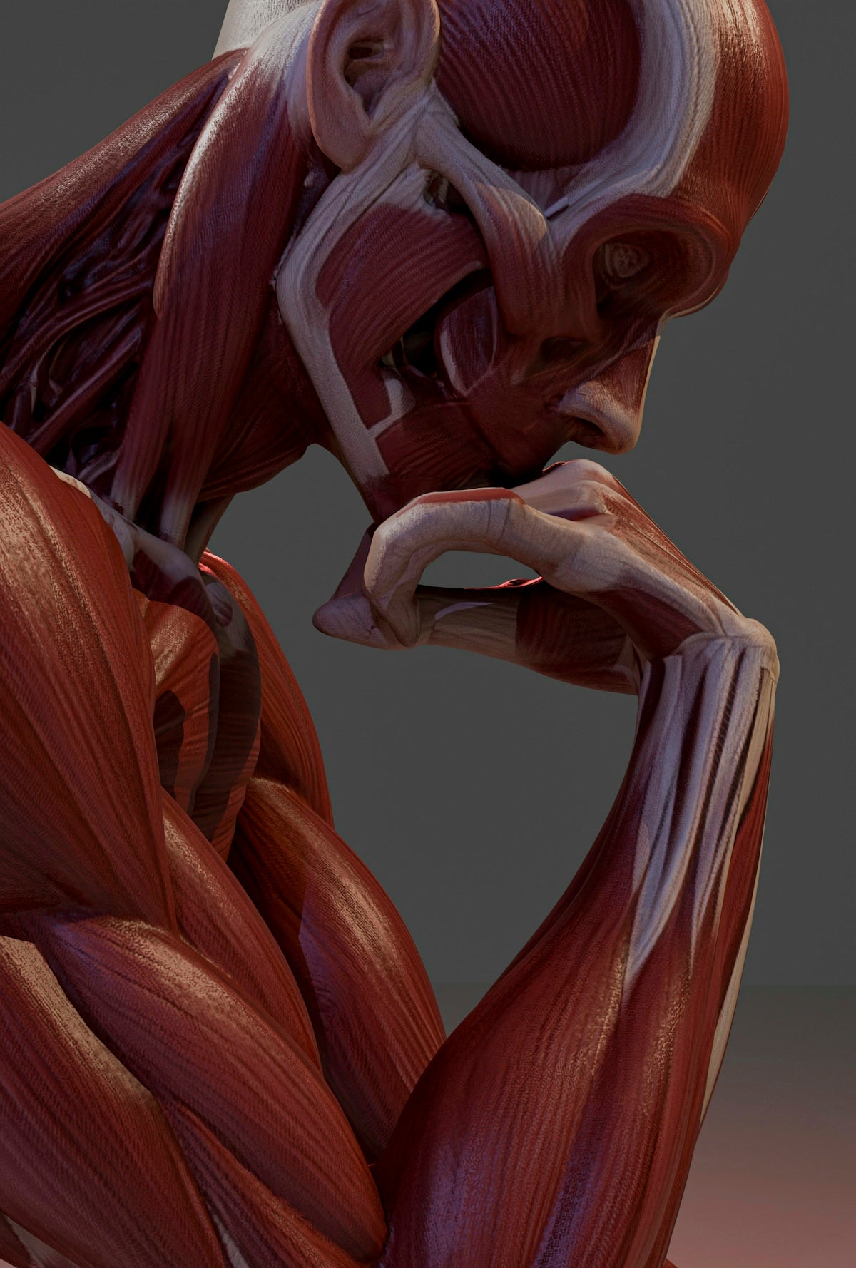 Anatomical model of human muscles, thinking pose.